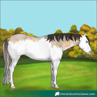 Horse Color:Buckskin Roan Splash 