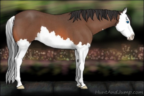 Horse Color:Bay Roan Splash
