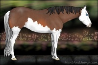 Horse Color:Bay Roan Splash