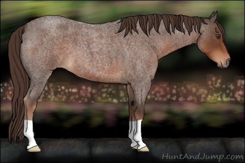 Horse Color:Liver Red Roan 