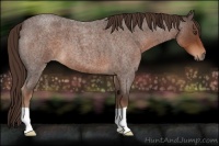 Horse Color:Liver Red Roan 