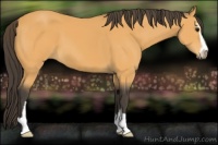 Horse Color:Buckskin Sabino 