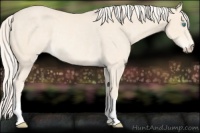 Horse Color:Cremello Rabicano