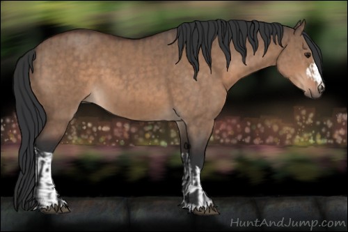 Horse Color:Brown Dun and Bay Dun