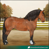 Horse Color:Bay  and Bay 