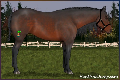 Horse Color:Brown 