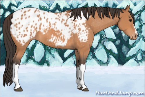Horse Color:Bay Appaloosa
