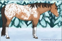 Horse Color:Bay Appaloosa 