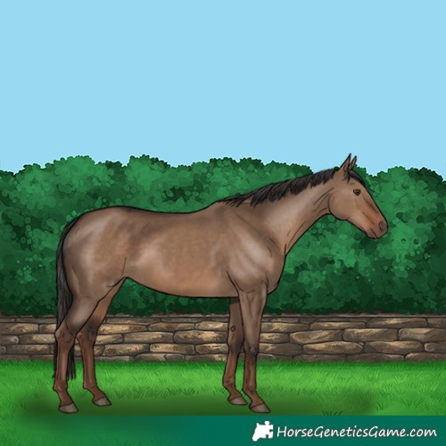 Horse Color:Liver Red Dun 