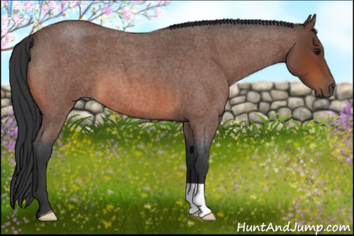 Horse Color:Bay Roan 