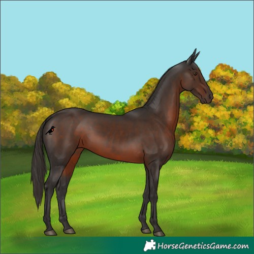 Horse Color:Liver Chestnut