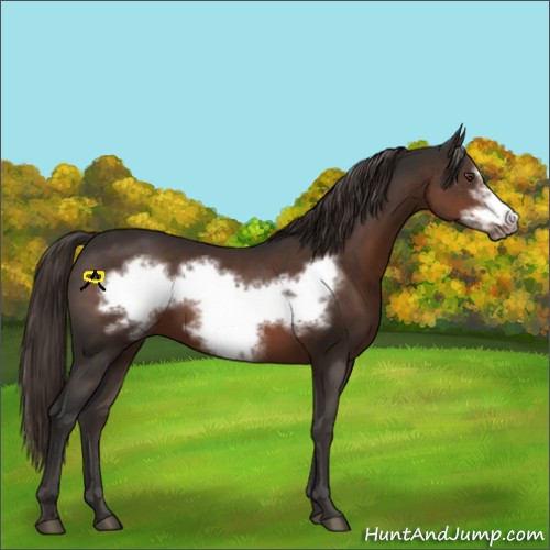 Horse Color:Liver Chestnut Frame 