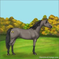 Horse Color:Grullo 