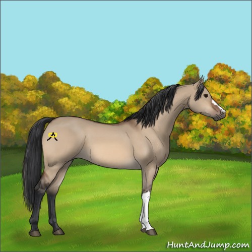 Horse Color:Bay Dun 