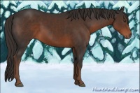 Horse Color:Liver Chestnut 