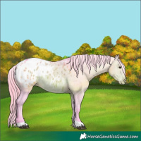 Horse Color:Watercolor Brown Appaloosa 