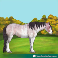 Horse Color:White Spotted Bay Roan Dun 