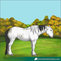 Horse Color:White Spotted Bay Dun