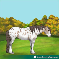 Horse Color:White Spotted Brown Dun Appaloosa 