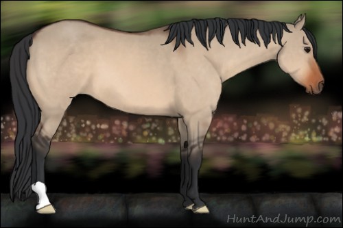 Horse Color:Bay Dun 