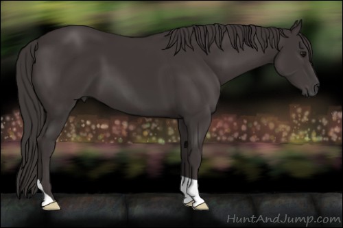 Horse Color:Smoky Black 