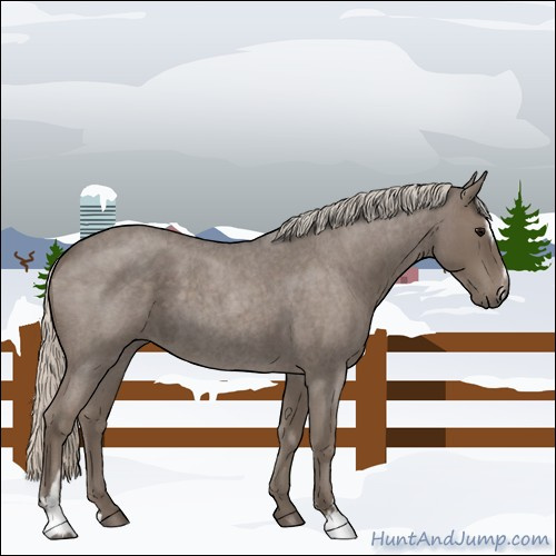 Horse Color:Silver Blue Roan Sabino 