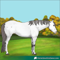 Horse Color:Platinum Buckskin Appaloosa 