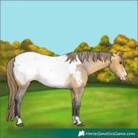 Horse Color:Buckskin Snowcap 