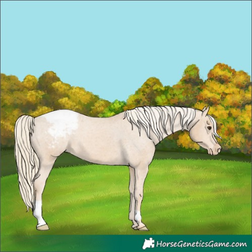 Horse Color:Chestnut Mushroom Snowcap
