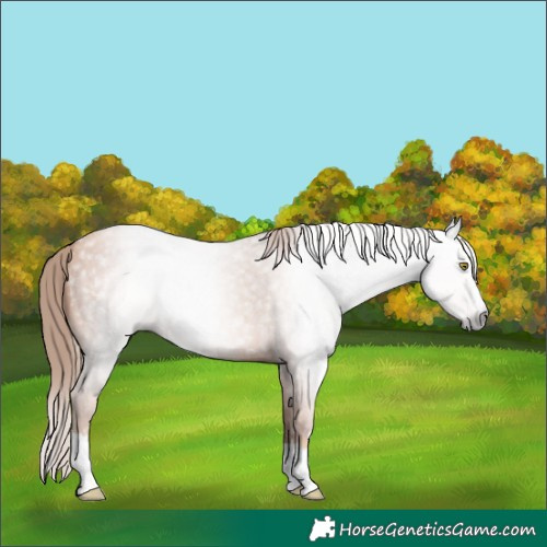 Horse Color:Gray Gold Champagne Roan Splash 