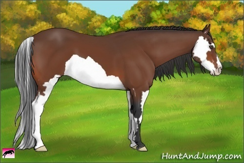 Horse Color:Bay Splash Frame 