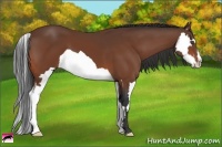 Horse Color:Bay Splash Frame