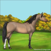 Horse Color:Bay Roan Dun 