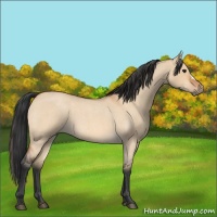 Horse Color:Bay Roan Dun 
