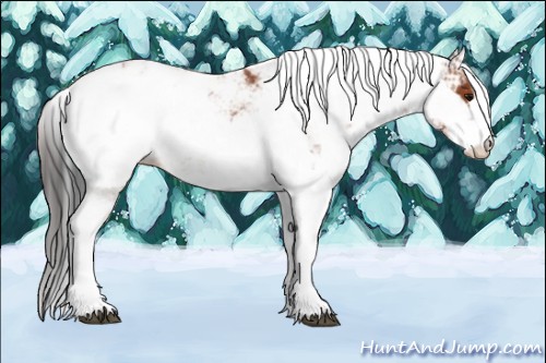 Horse Color:Bay Sabino Rabicano  and Bay Sabino Appaloosa Rabicano 
