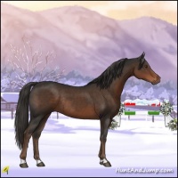 Horse Color:Liver Chestnut Rabicano 