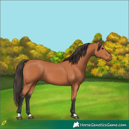 Horse Color:Bay 