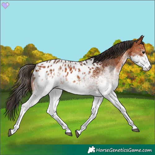 Horse Color:White Spotted Bay Appaloosa Rabicano 