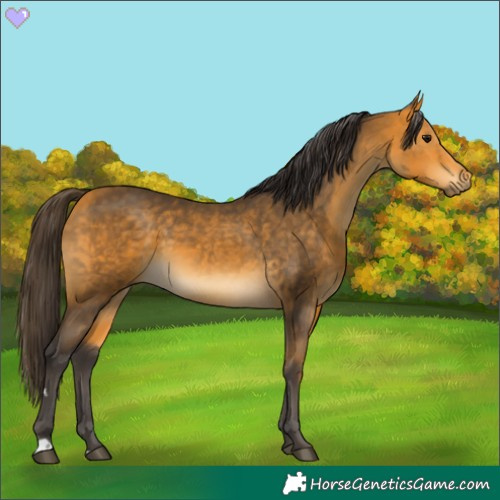 Horse Color:Buckskin 