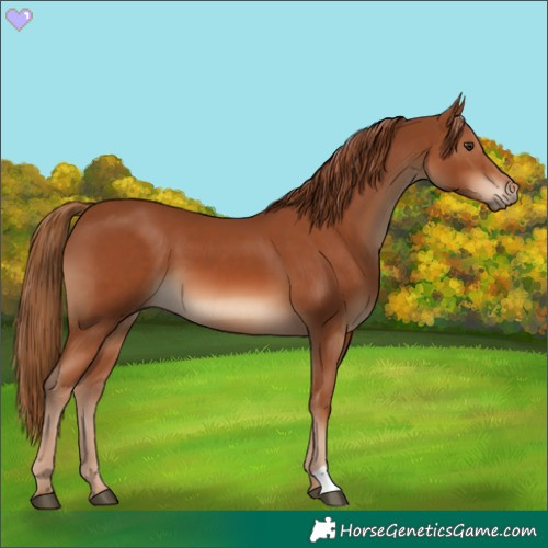 Horse Color:Chestnut 