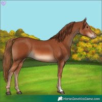 Horse Color:Chestnut 