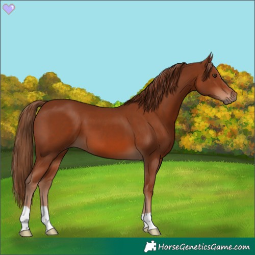 Horse Color:Chestnut 
