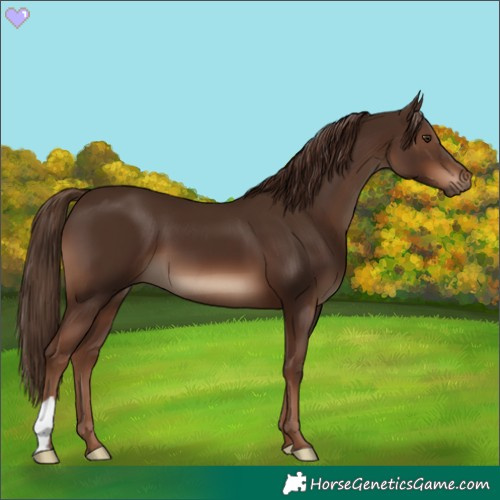 Horse Color:Liver Chestnut 