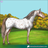Horse Color:Chestnut Appaloosa