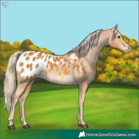 Horse Color:Palomino Appaloosa 