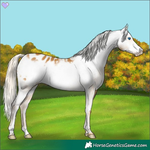 Horse Color:Palomino Frame Appaloosa 