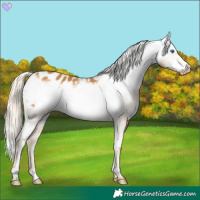 Horse Color:Palomino Frame Appaloosa 