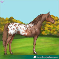 Horse Color:Chestnut Appaloosa 