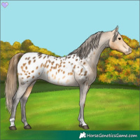 Horse Color:Buckskin Appaloosa 