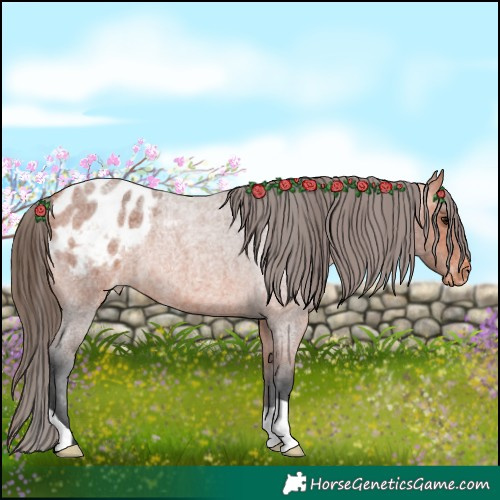 Horse Color:Bay Roan Appaloosa 